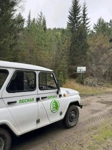 Больше 100 кубов древесины вывезли из лесов Хакасии «чёрные лесорубы»