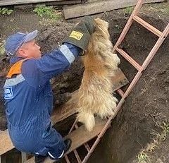 5 провалившихся в котлован собак доставали спасатели в Шушенском