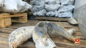 За оборот 28 тонн нелегальной рыбы стоимостью 20 млн. рублей в Хакасии суда ожидает шушенский бизнесмен